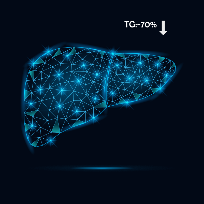 Liver